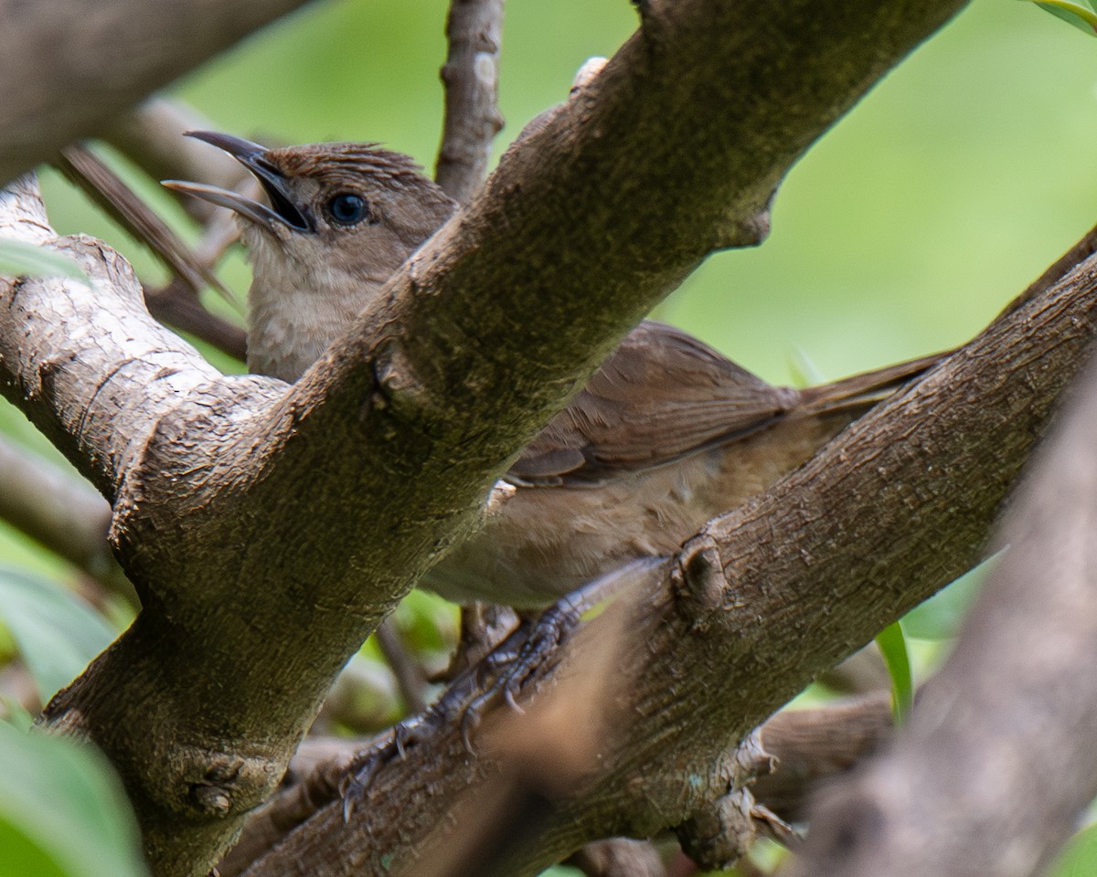 Plain Thornbird - ML657812426