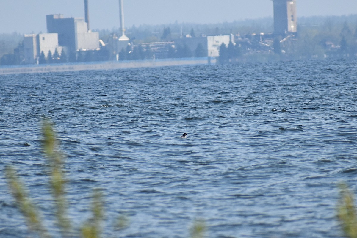 eBird Checklist - 18 May 2026 - Partridge Point - 96 species
