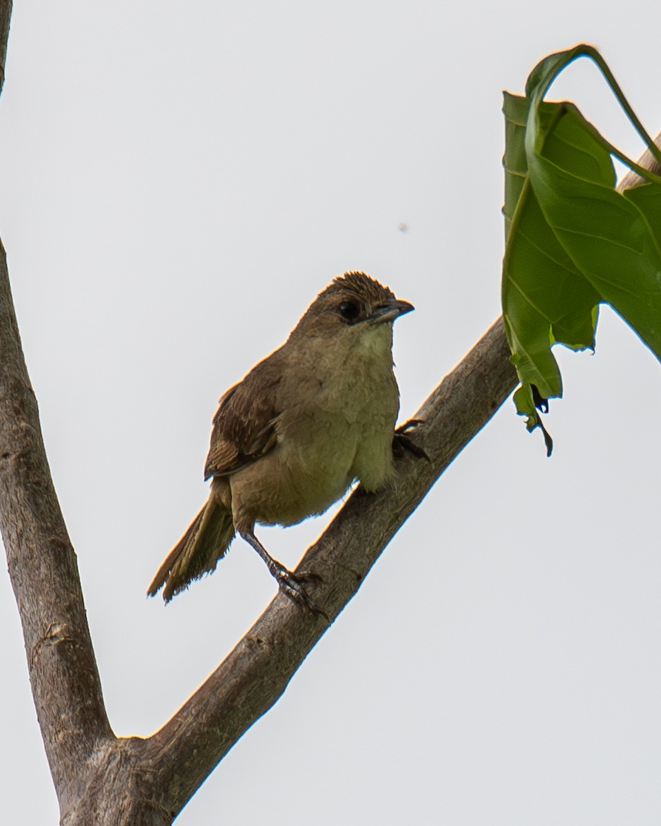 Plain Thornbird - ML657813406