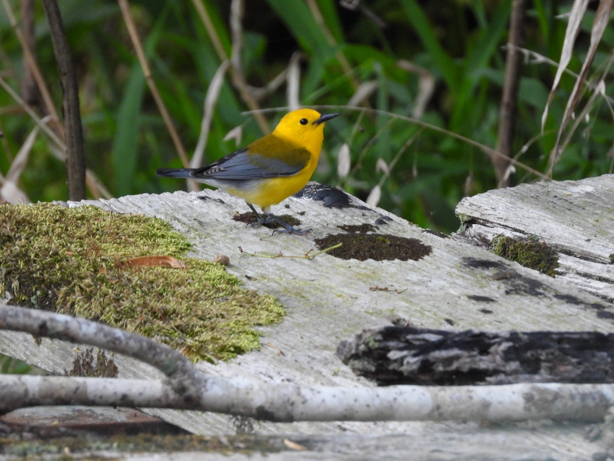 Prothonotary Warbler - ML657813548