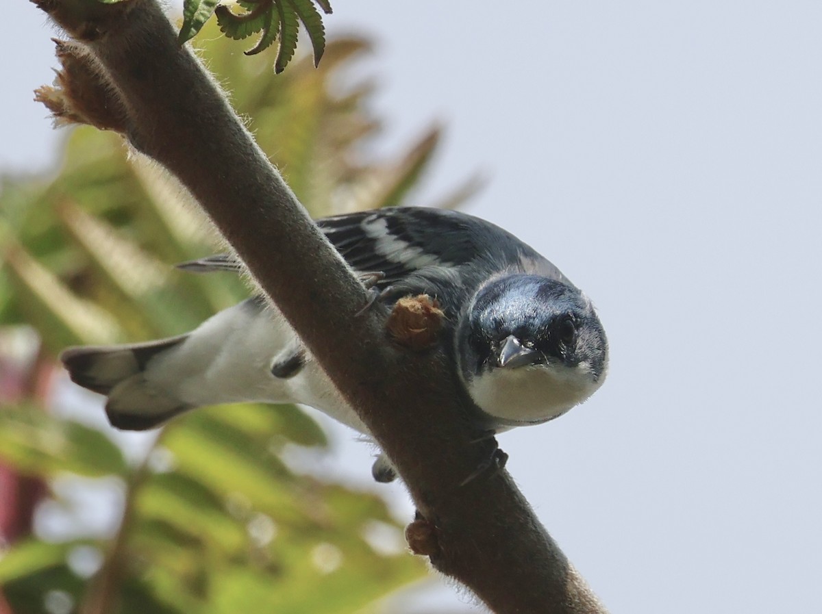 Cerulean Warbler - ML657813773