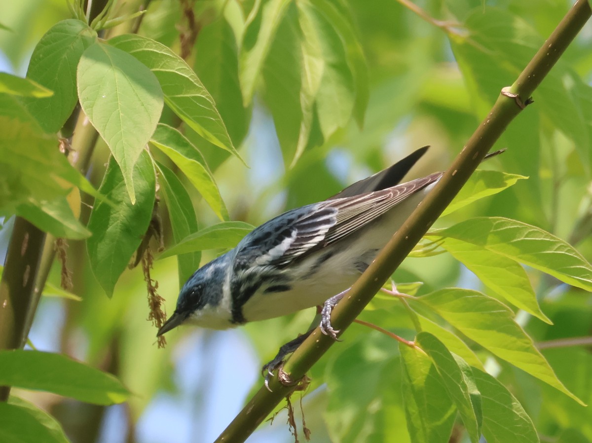 Cerulean Warbler - ML657813774