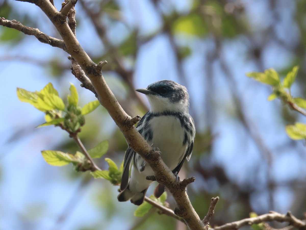 Cerulean Warbler - ML657813775