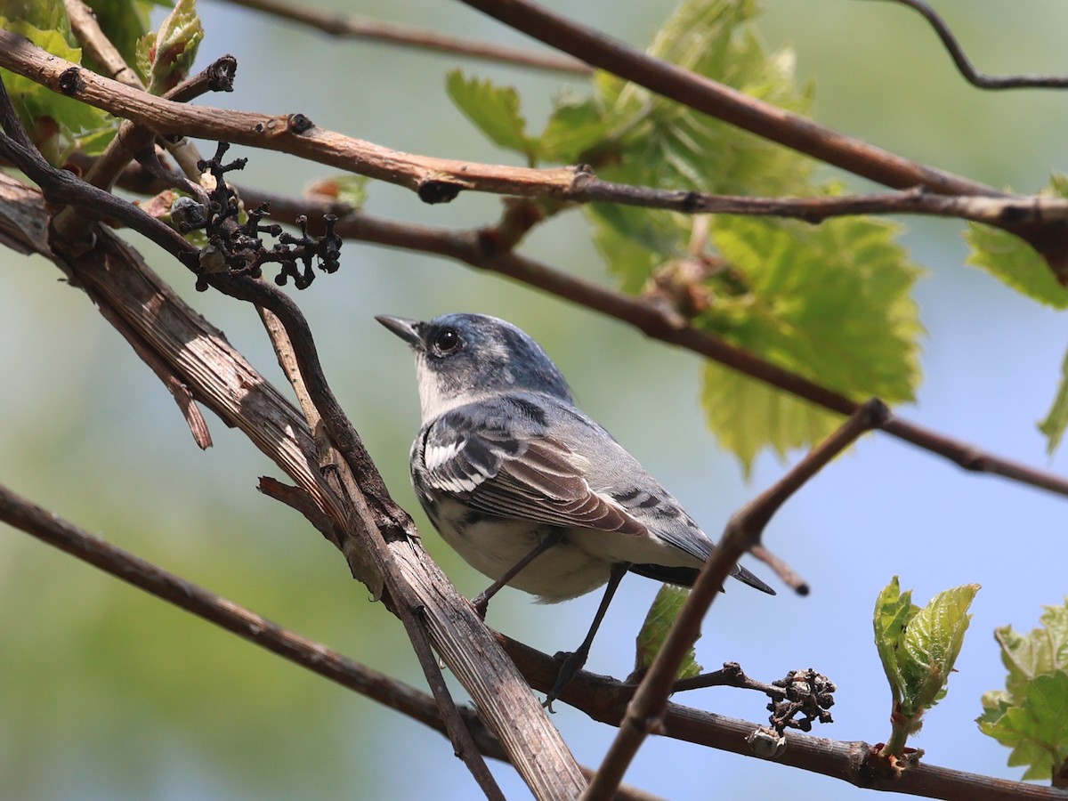 Cerulean Warbler - ML657813776