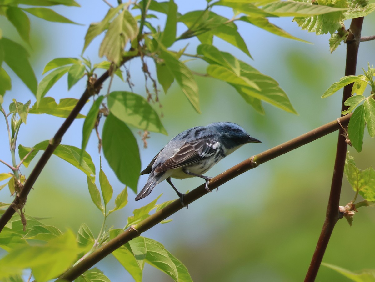 Cerulean Warbler - ML657813777