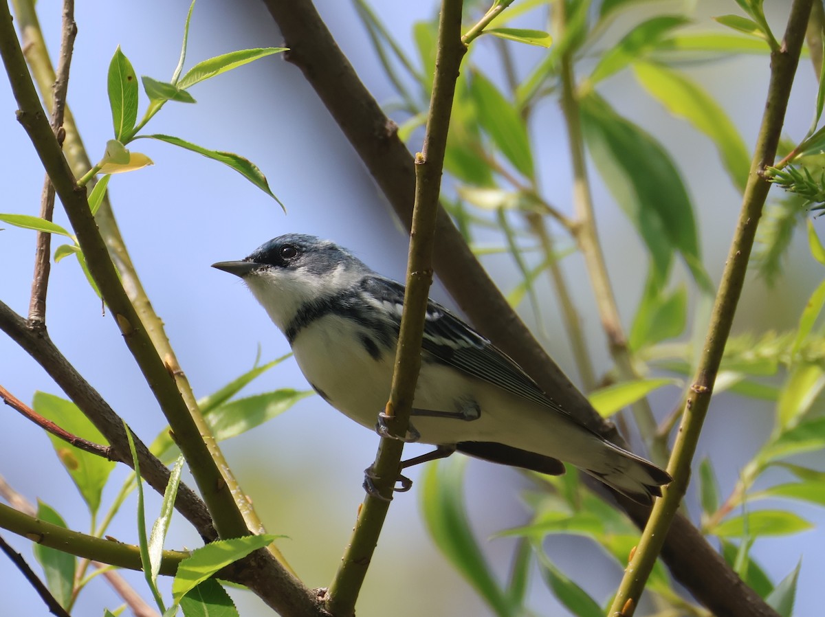 Cerulean Warbler - ML657813778