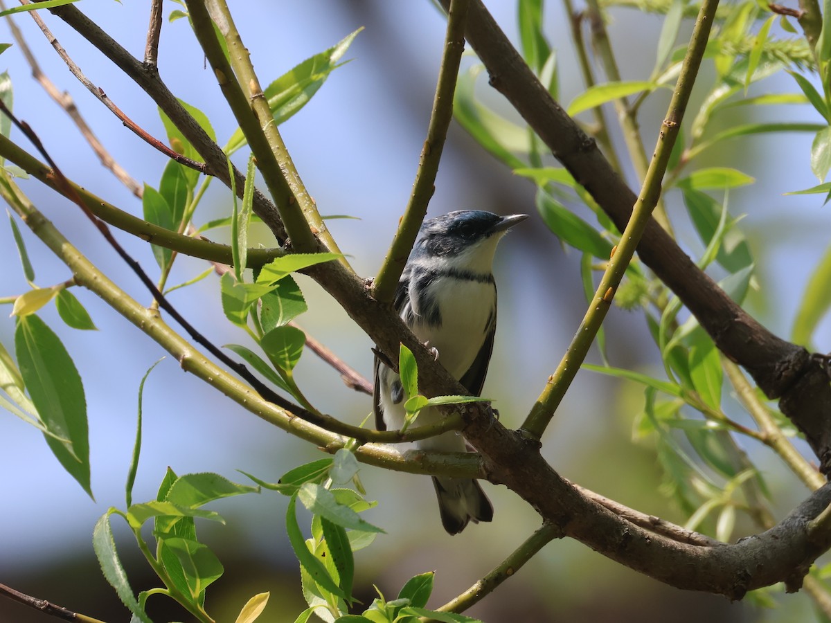 Cerulean Warbler - ML657813779