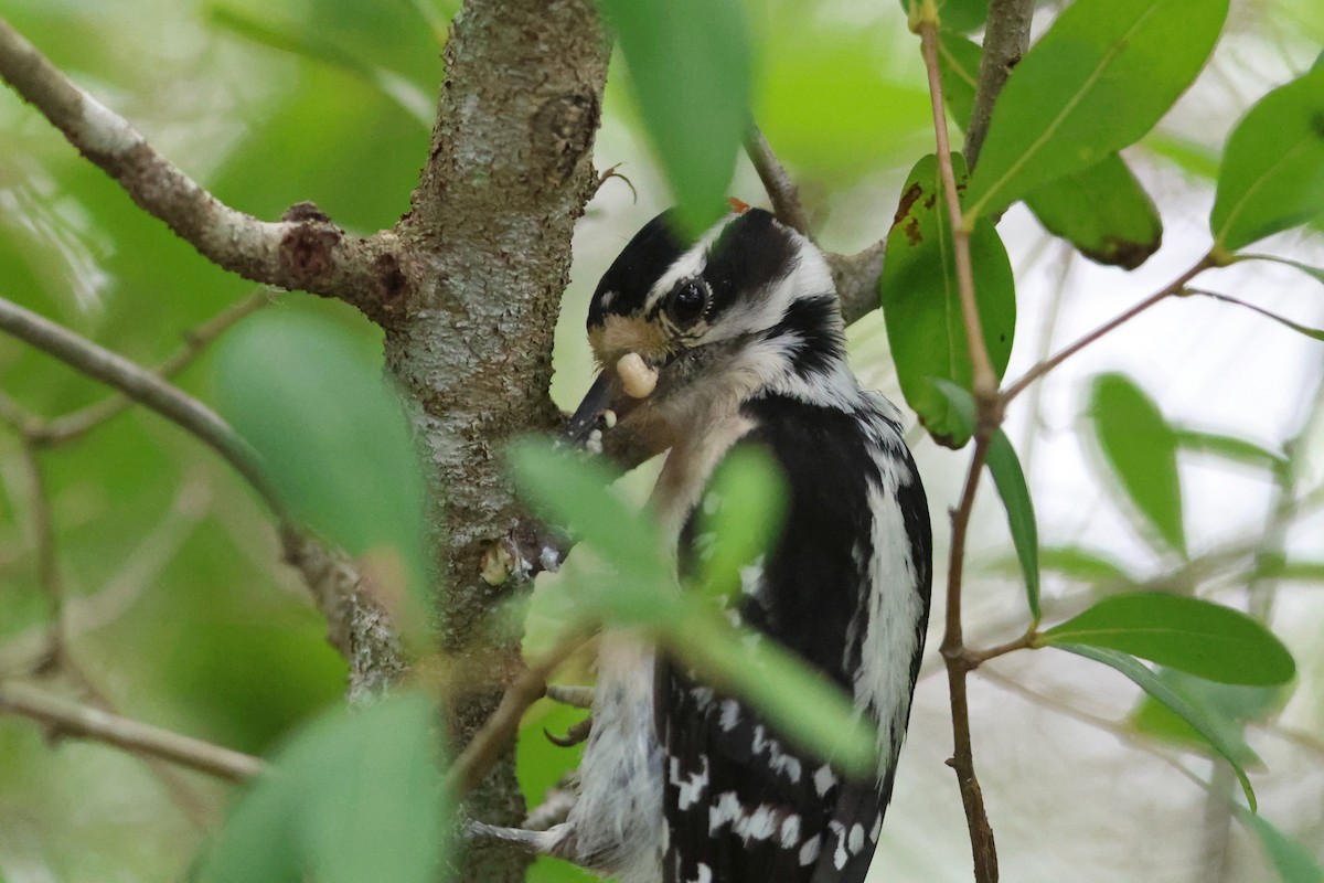 Downy Woodpecker - ML657815410