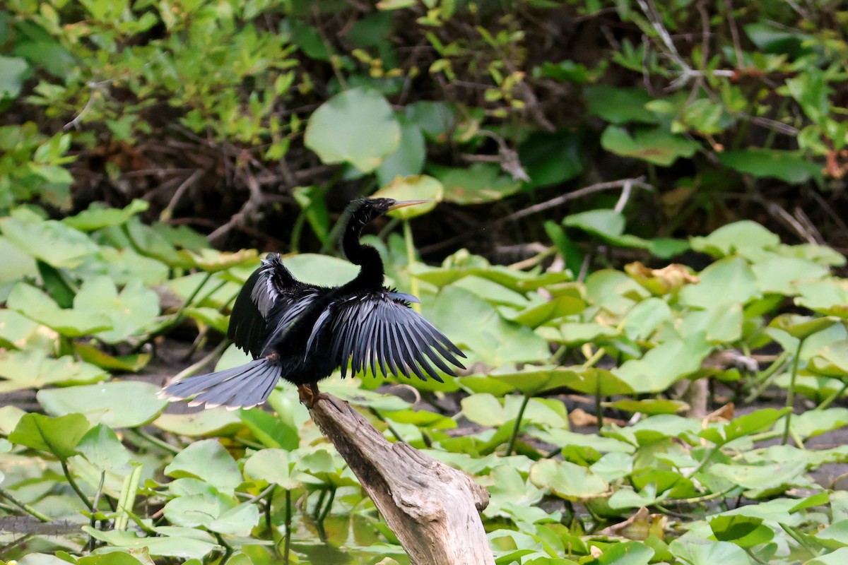 Anhinga - ML657815444