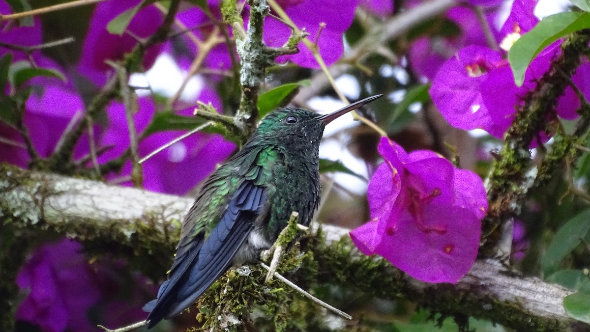stålbukkolibri - ML657815508