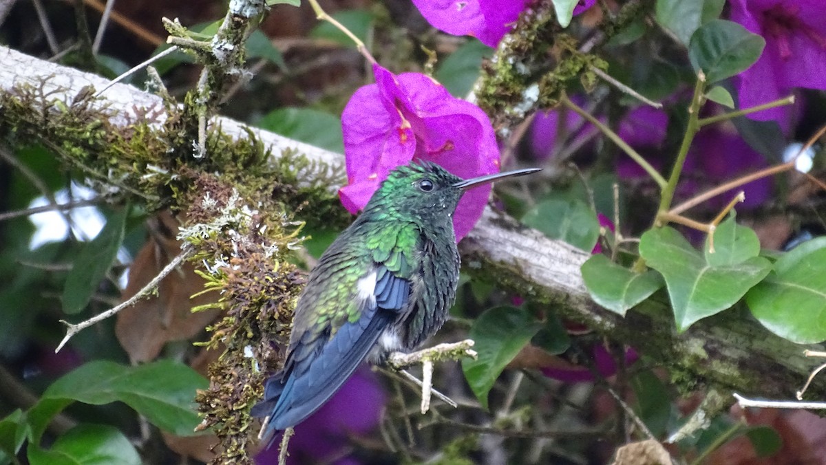 stålbukkolibri - ML657815511