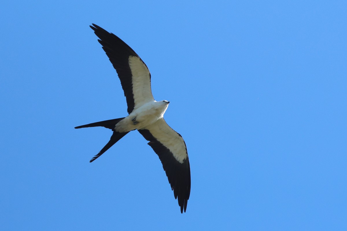 Swallow-tailed Kite - ML657815518