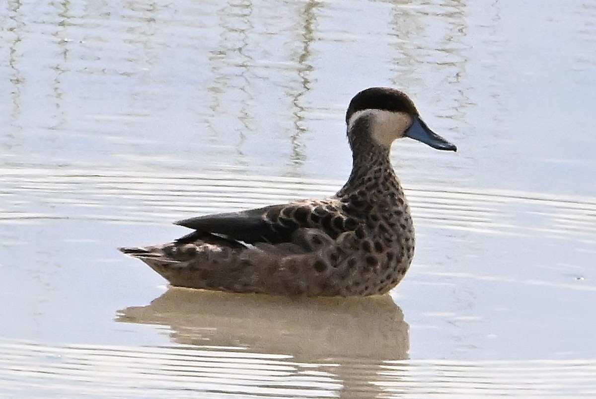 アフリカコガモ - ML657817396