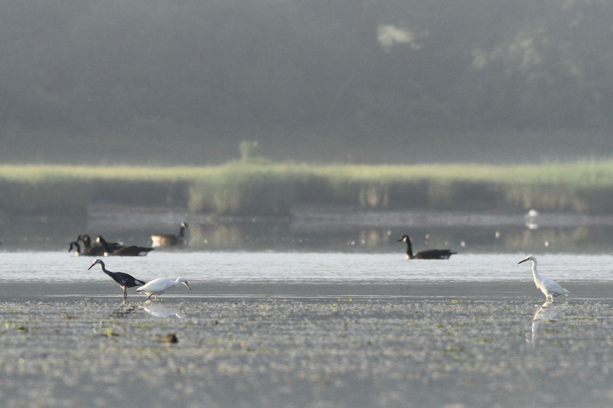 Tricolored Heron x Snowy Egret (hybrid) - Evan Lipton