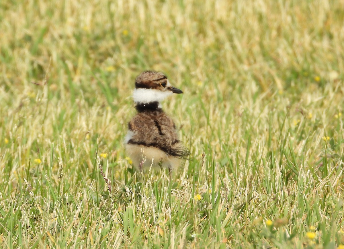Killdeer - ML657818114