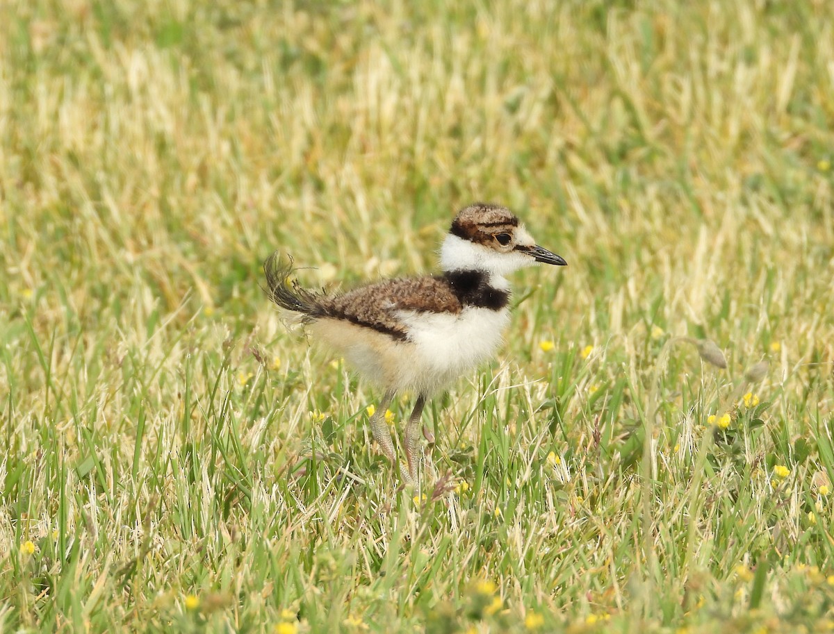 Killdeer - ML657818125