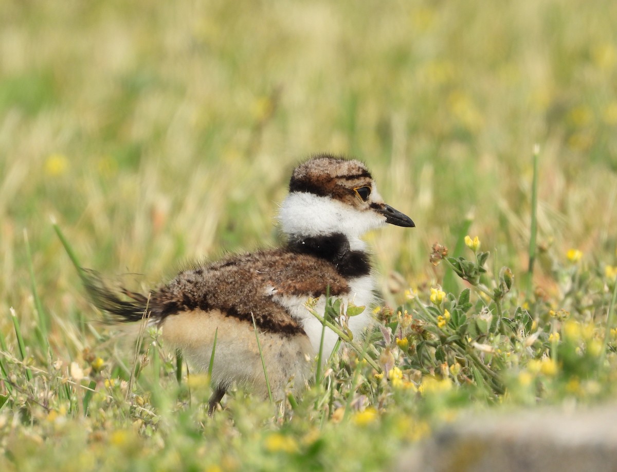 Killdeer - ML657818128