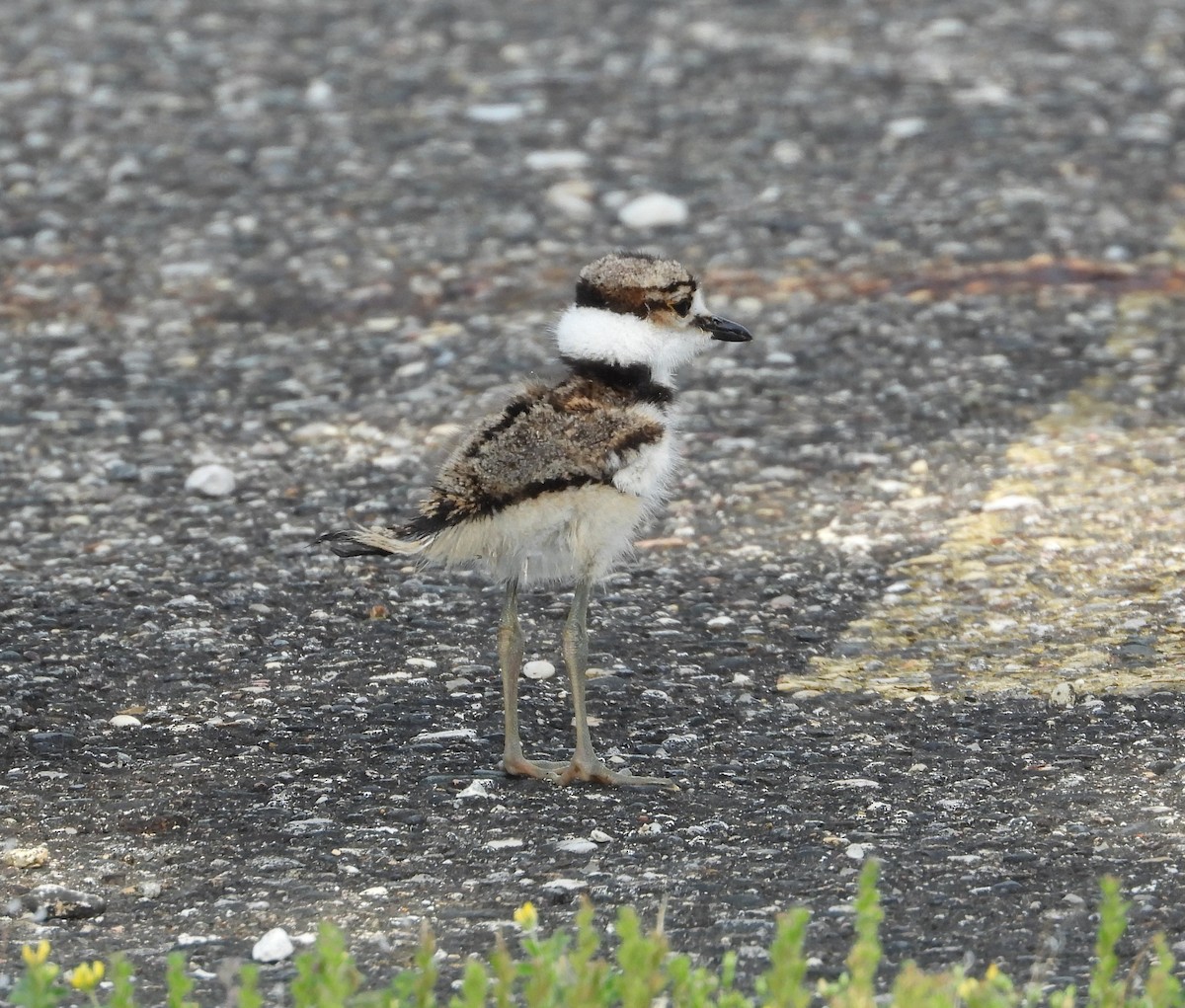 Killdeer - ML657818132