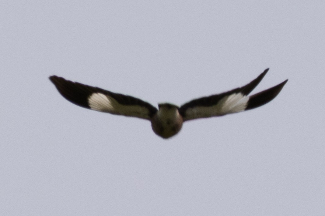 Common Myna - ML657818384