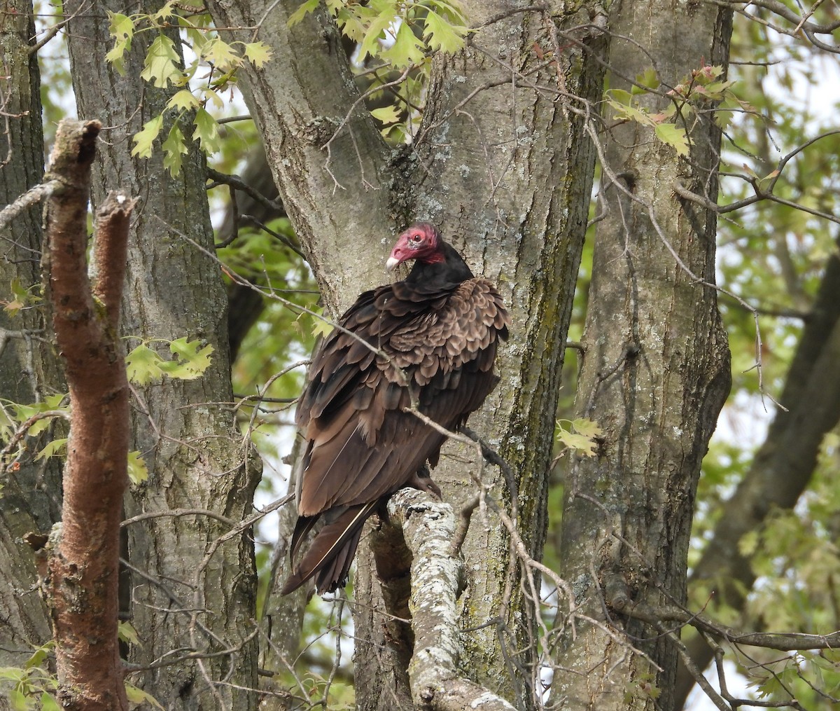 Turkey Vulture - ML657818469
