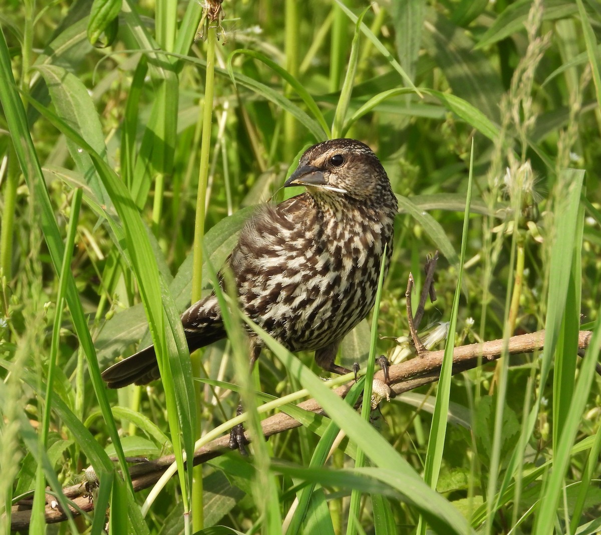 Red-winged Blackbird - ML657818533
