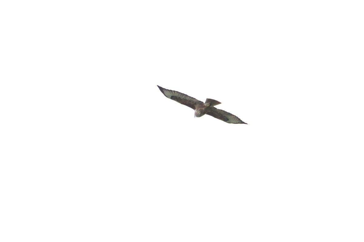 Jackal Buzzard - ML657818704