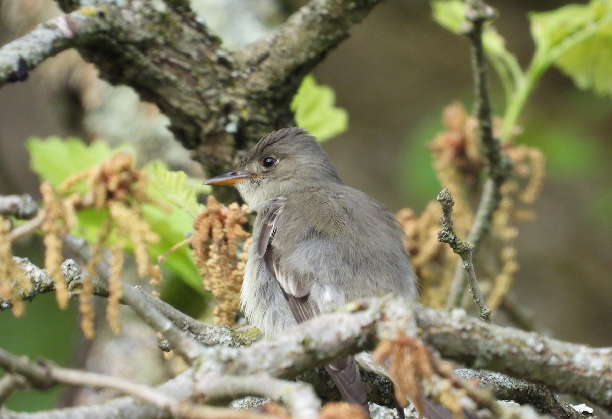 Eastern Wood-Pewee - ML657818936