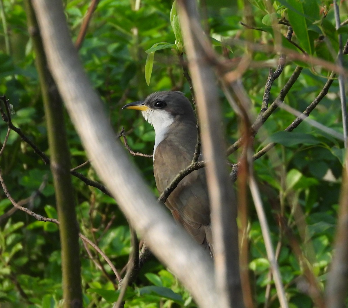 Yellow-billed Cuckoo - ML657819099