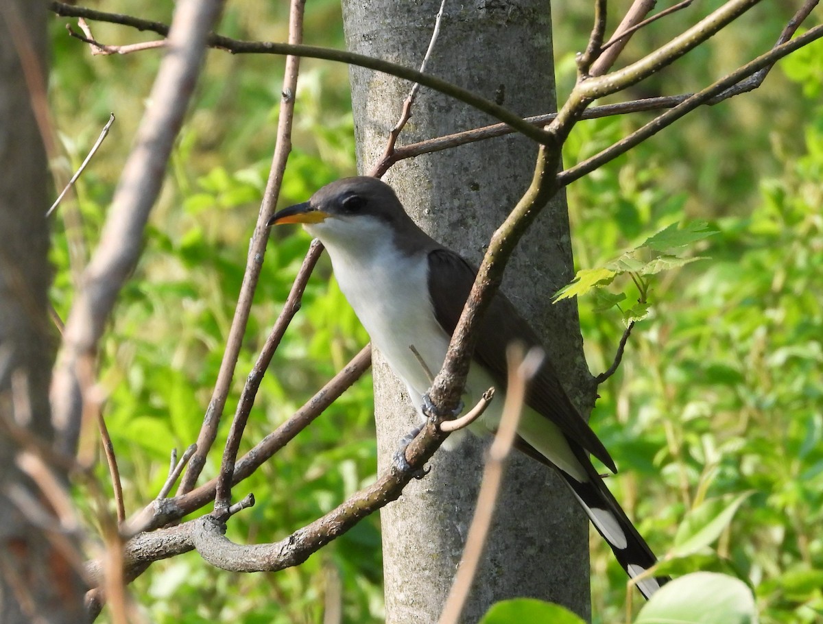 Yellow-billed Cuckoo - ML657819106