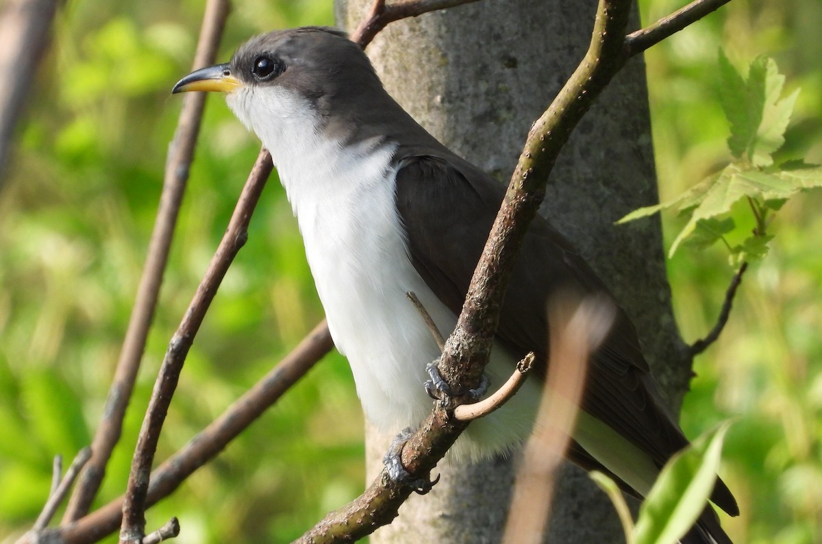 Yellow-billed Cuckoo - ML657819111