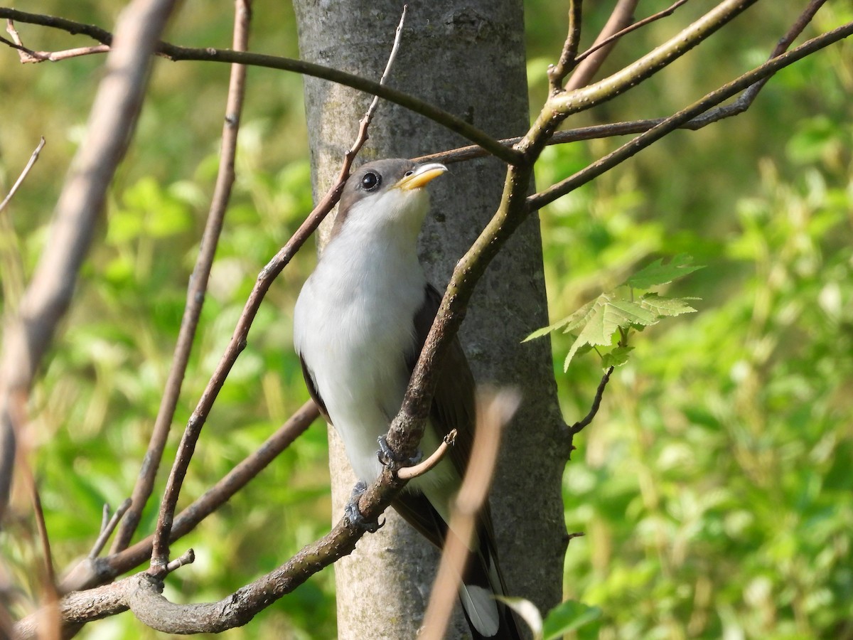 Yellow-billed Cuckoo - ML657819114