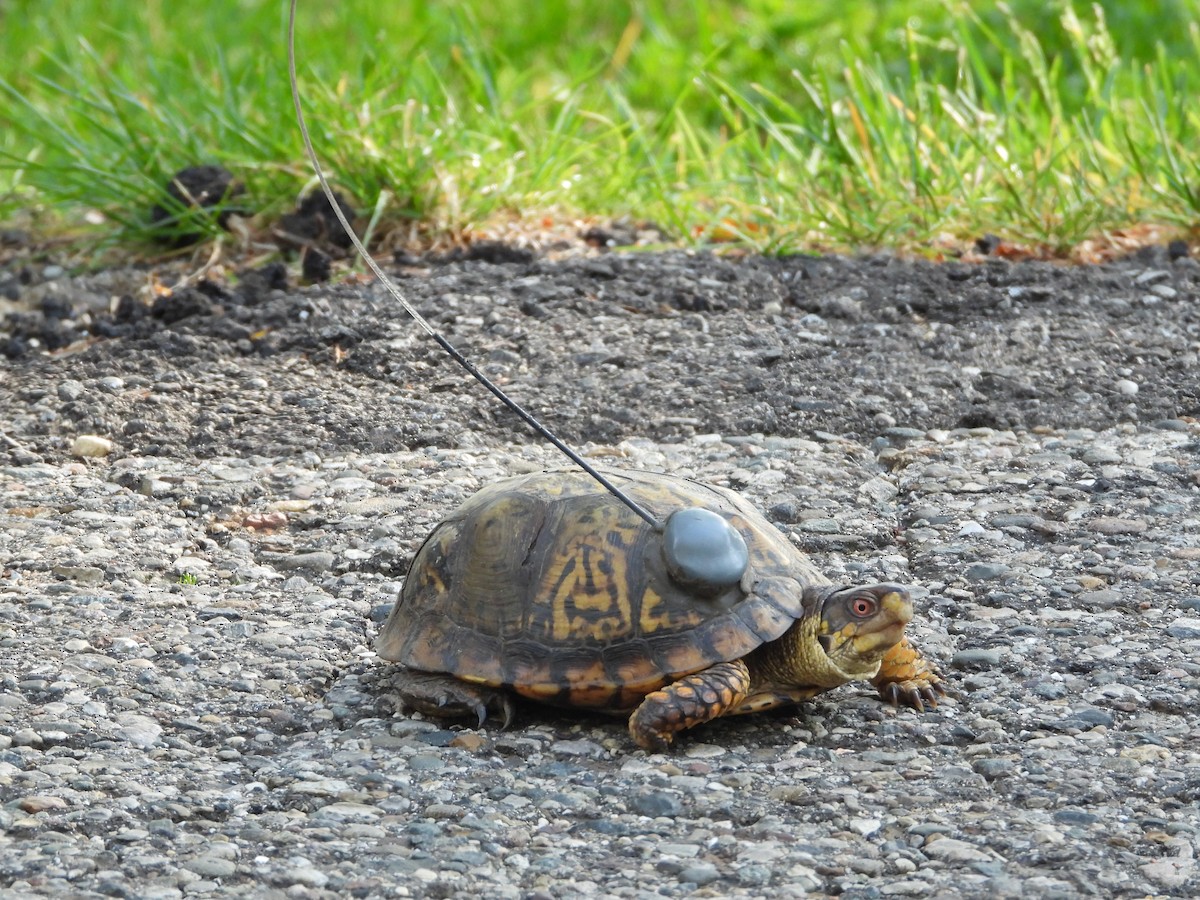 Animals - ML657819160