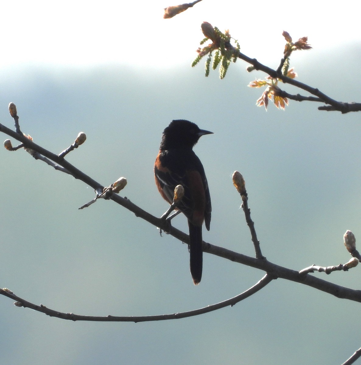Orchard Oriole - ML657819194