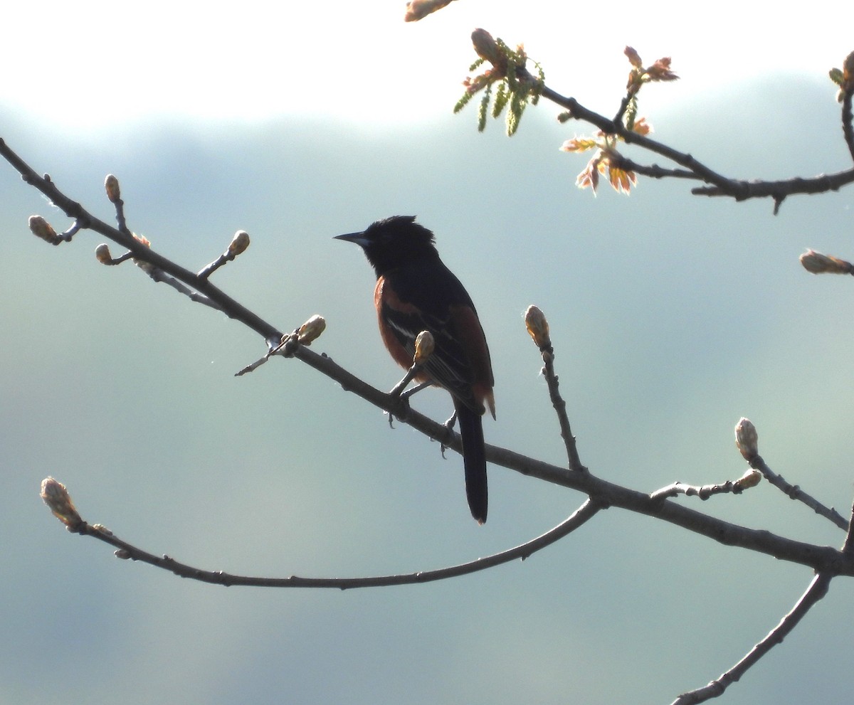 Orchard Oriole - ML657819198