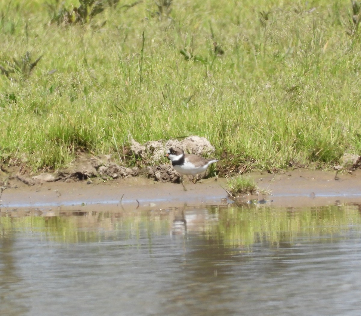 Semipalmated Plover - ML657819231
