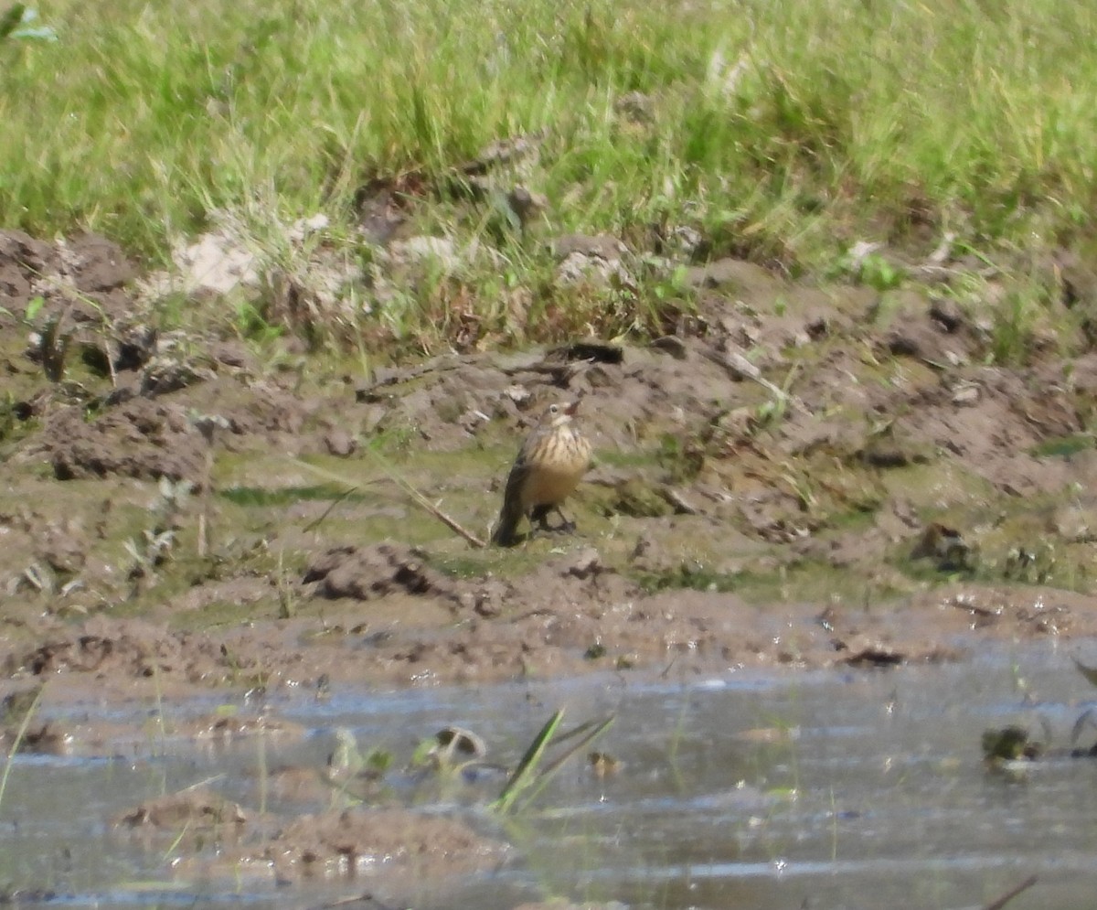 American Pipit - ML657819253