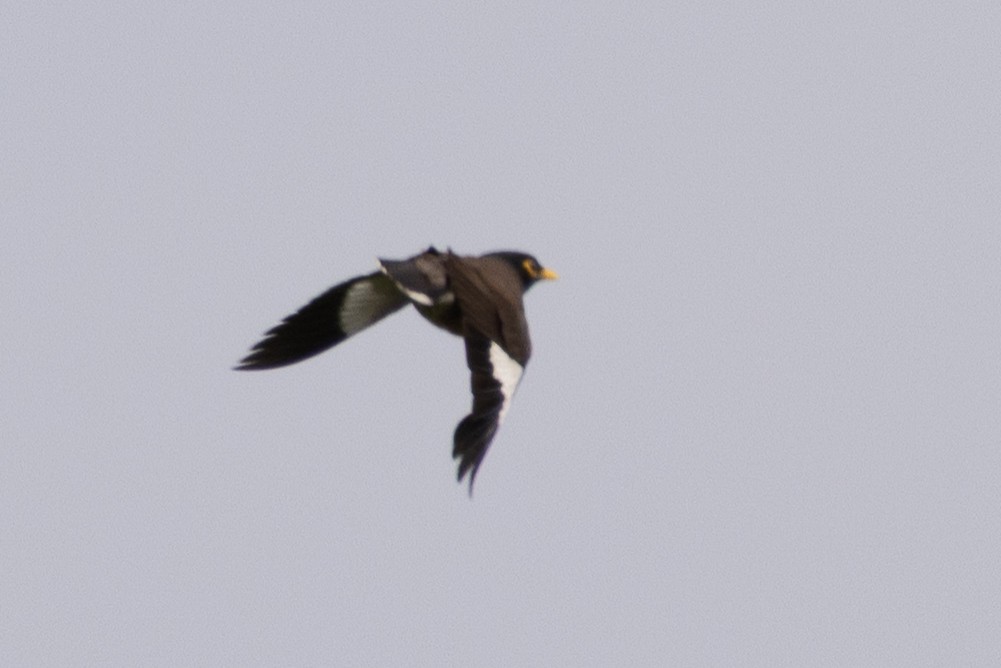 Common Myna - ML657819545