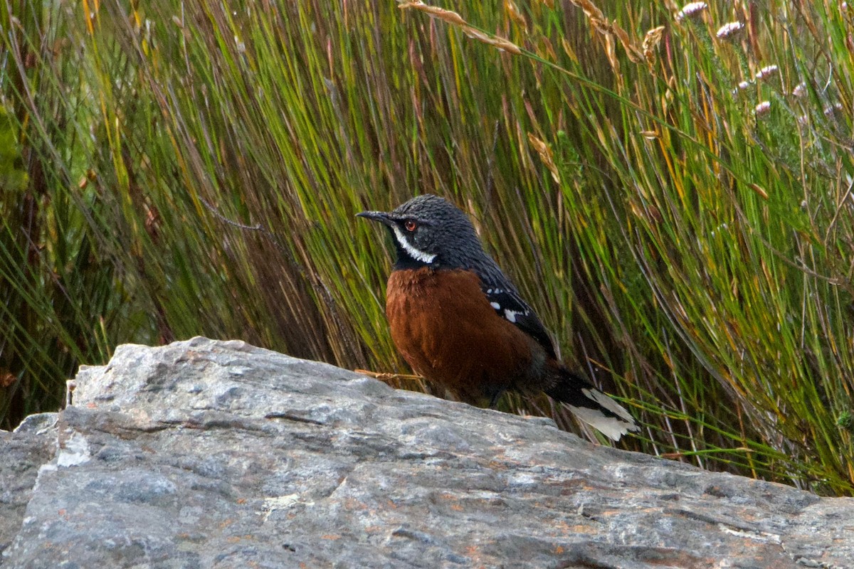 Cape Rockjumper - ML657819733