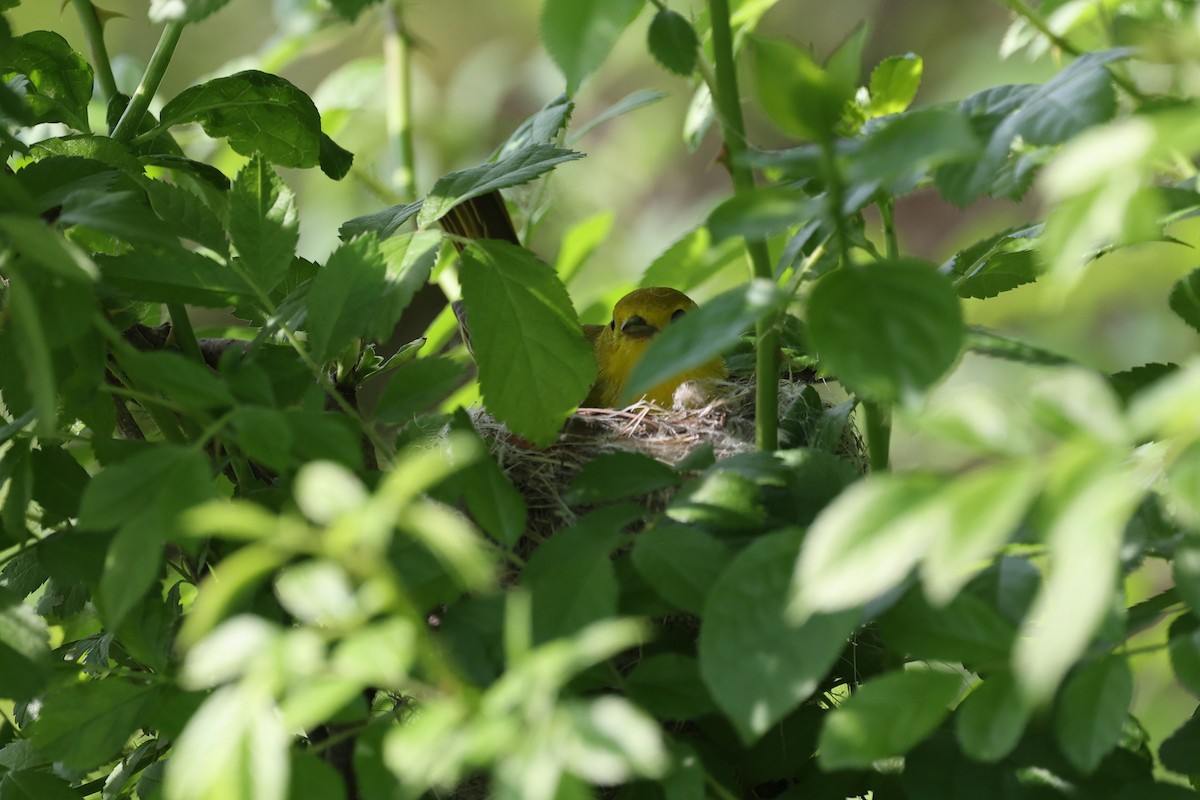 Northern Yellow Warbler - ML657819892