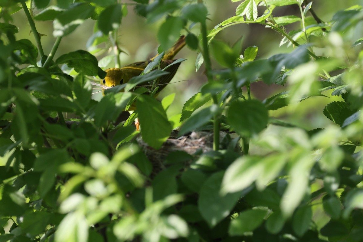 Northern Yellow Warbler - ML657819893