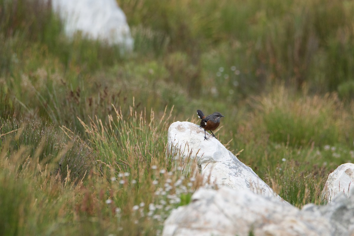 Cape Rockjumper - ML657820294