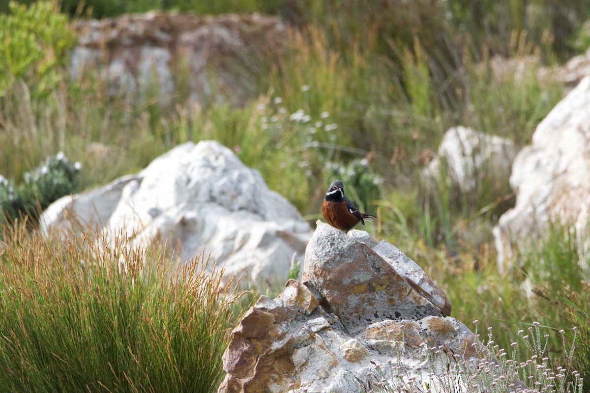 Cape Rockjumper - ML657820310