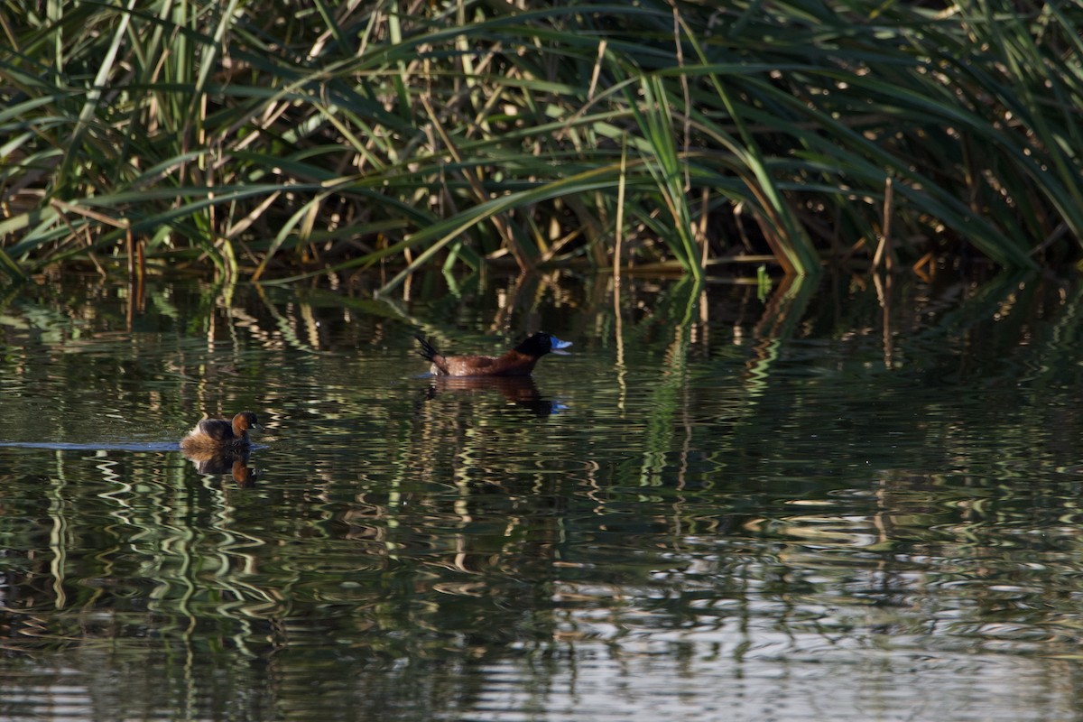 Maccoa Duck - ML657820468