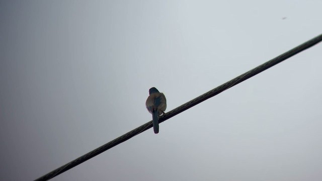 California Scrub-Jay - ML657821484