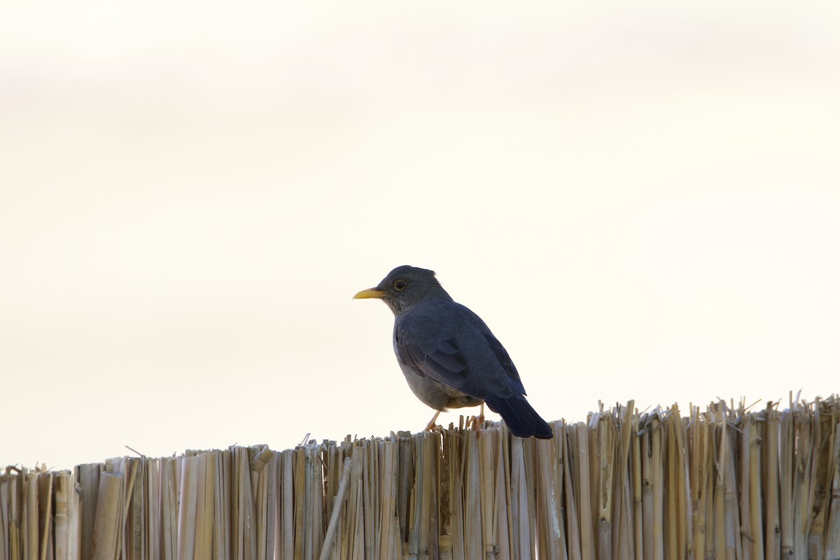 Karoo Thrush - ML657821901