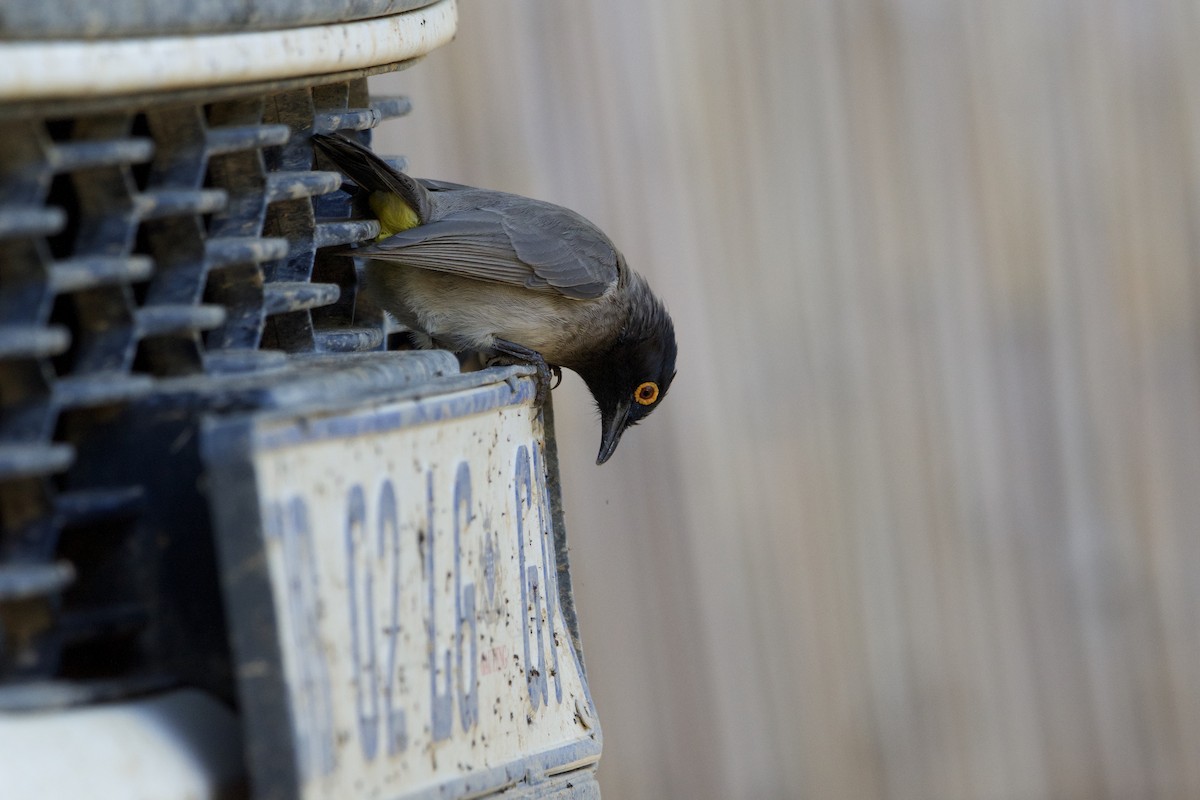 Black-fronted Bulbul - ML657821911