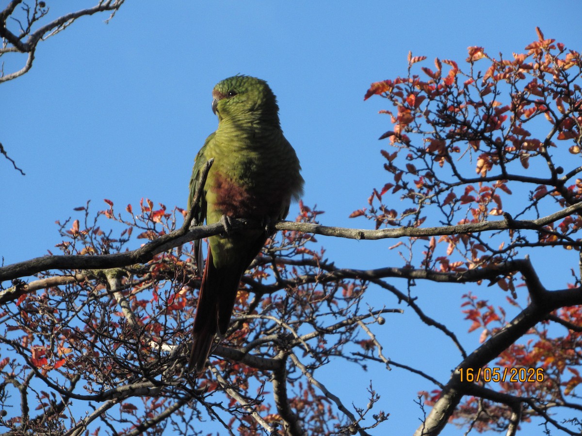 Conure magellanique - ML657822478