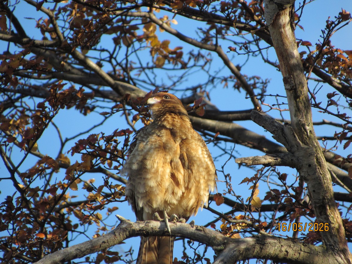 Caracara chimango - ML657822485