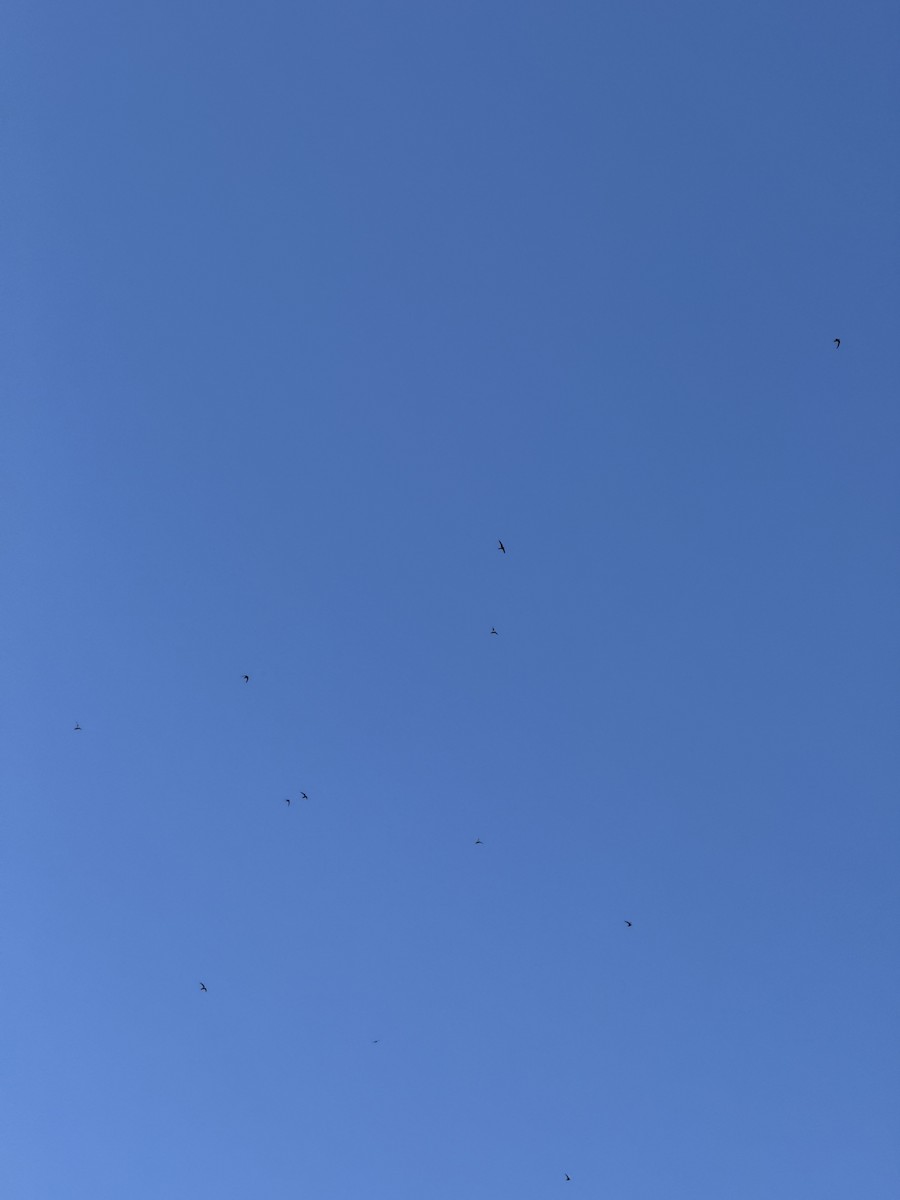 クロムジアマツバメ - ML657822544