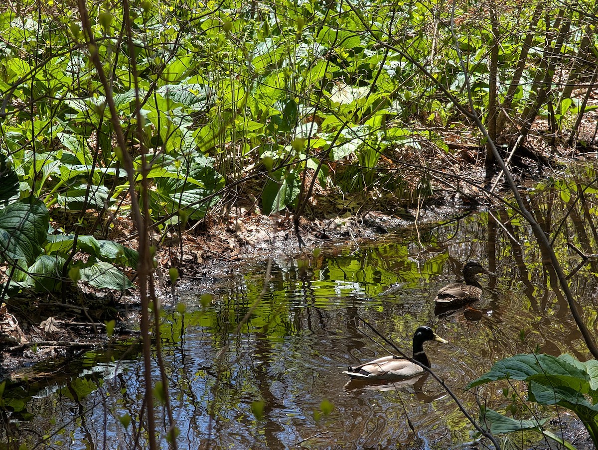 マガモ - ML657822573
